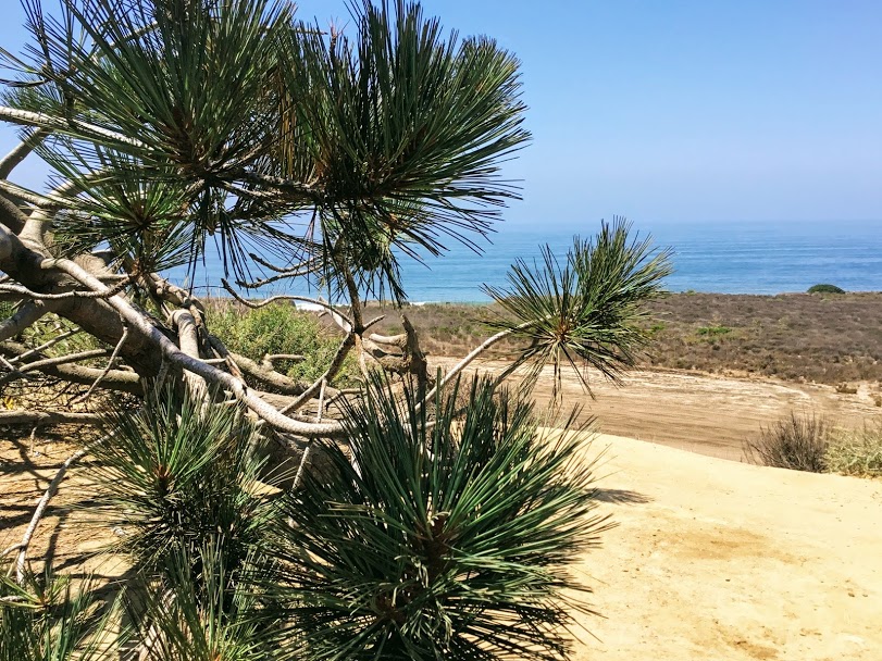 Las Flores viewpoint torrey pine trees