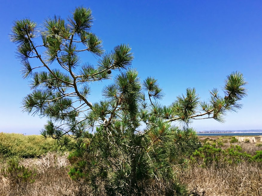 living coast discovery center torrey pine trees