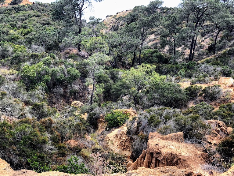 Maritime Chaparral torrey pines state natural reserve