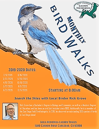 Monthly bird walks poster agua hedionda lagoon