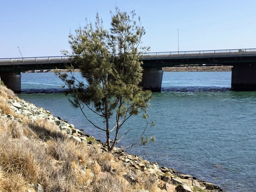 San Diego River Torrey Pine Tree