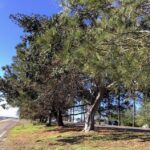 San Diego River Trail Torrey Pine trees