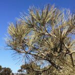 south mission bay torrey pine tree needles