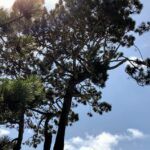 swamis seaside park torrey pine trees