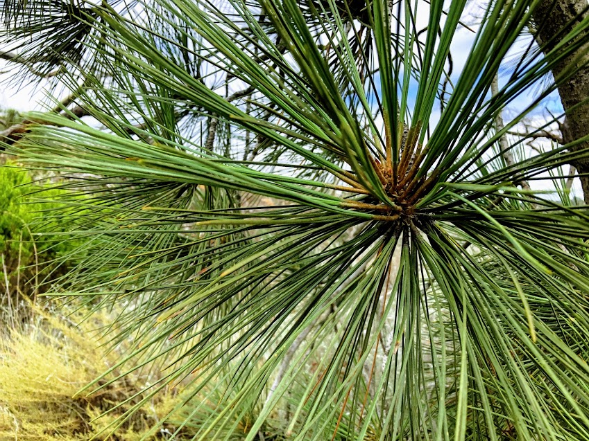 torrey pine needles close up