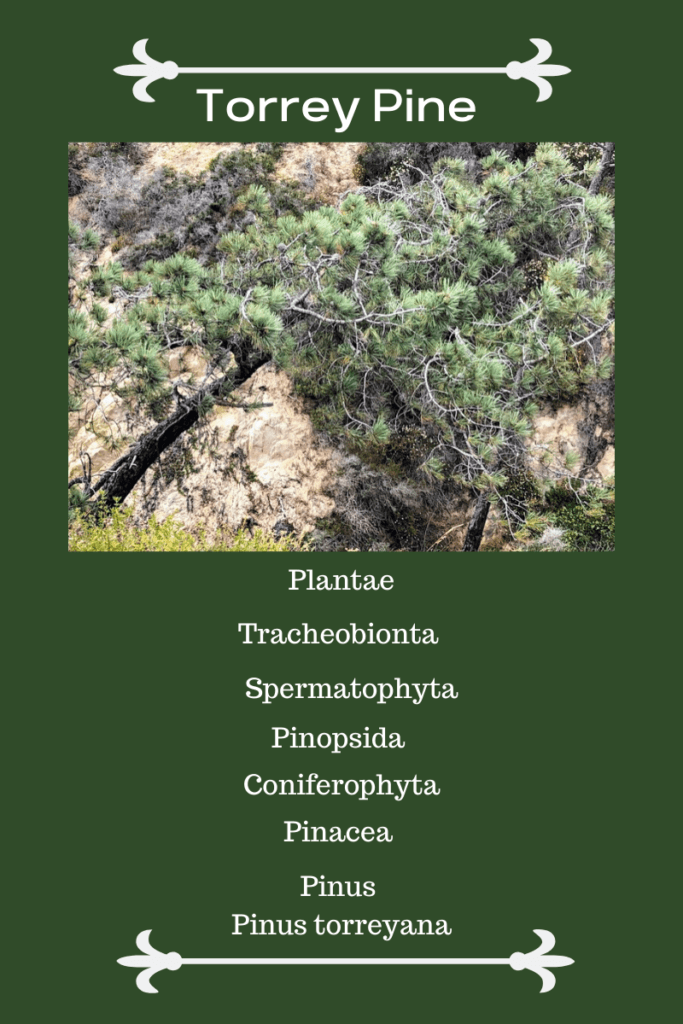 torrey pine tree scientific information
