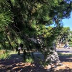 Torrey Pine tree de anza cove mission bay