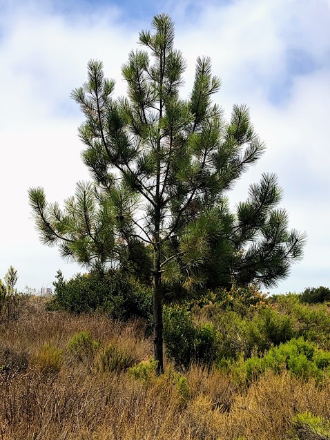 Torrey Pine tree imperial beach border field state park