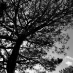 torrey pine tree san onofre bluffs campground