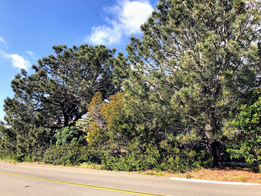 torrey pine tree san onofre campground entrance