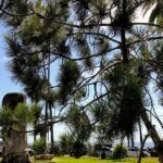 torrey pine tree swamis state beach encinitas