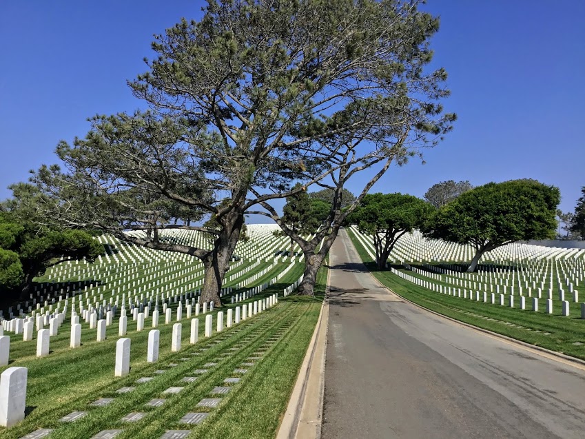 Torrey Pine trees point loma fort rosecrans national cemetery