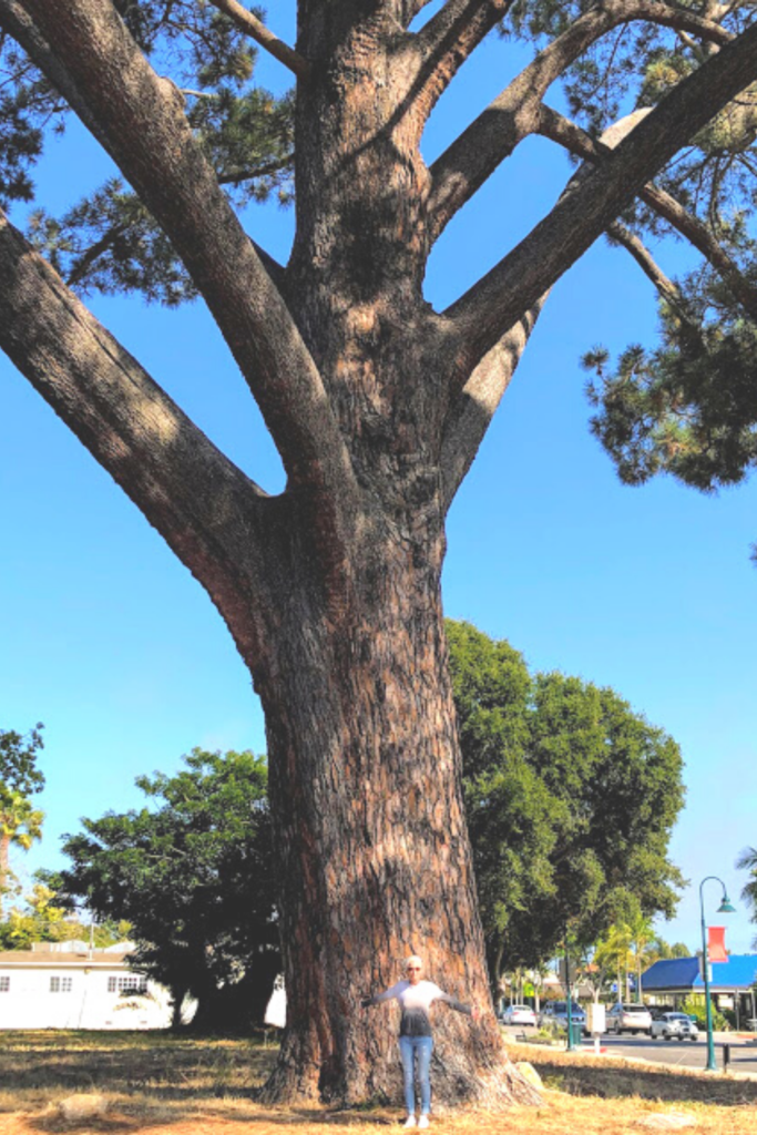 Wardholme torrey pine tree july carpinteria