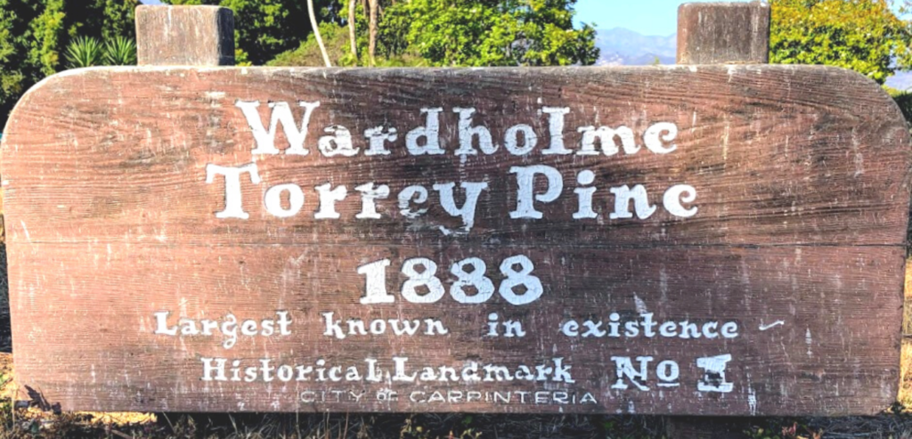 Wardholme torrey pine tree landmark santa barbara county