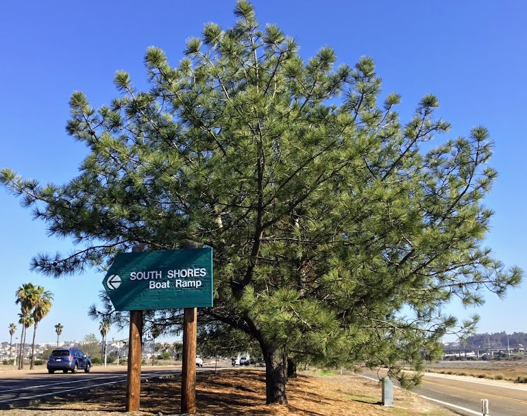 torrey pine tree sea world drive san diego