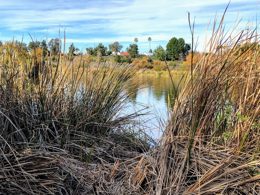 Cattails Guajome Lake water blue sky