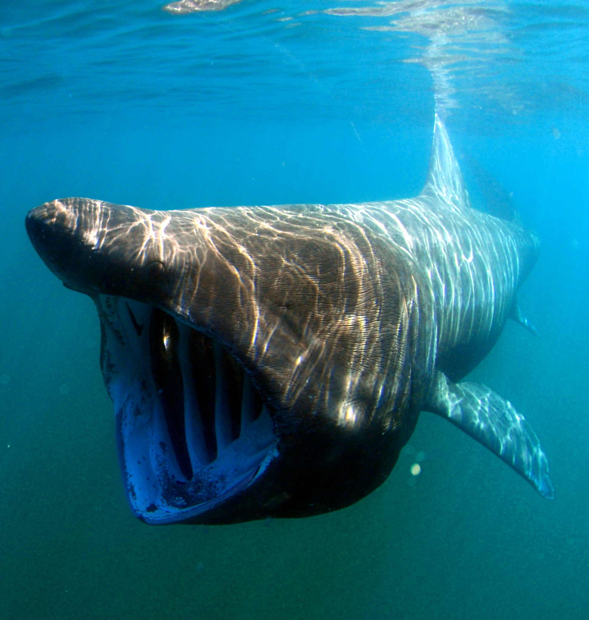 Megamouth shark фото