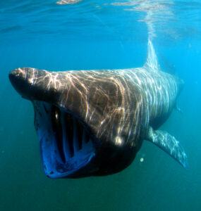 cetorhinus maximus by greg skomal basking shark