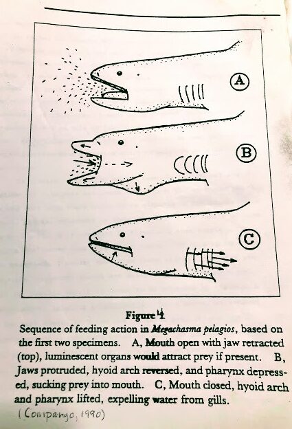 figure 4 megamouth shark