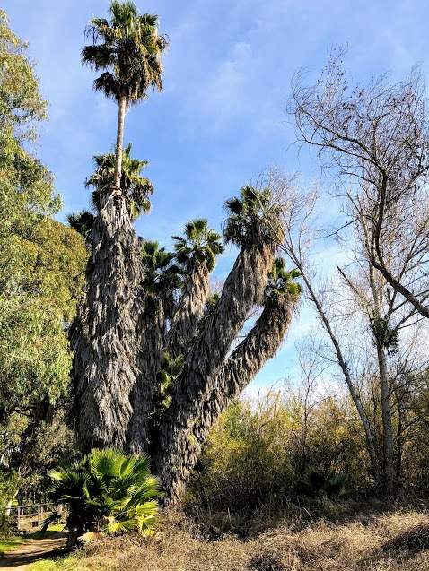 Mexican Palms Guajome Regional Park