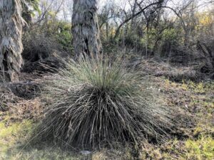 Spiny Rush plant marshland
