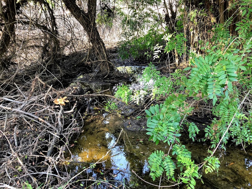 wetlands guajome creek