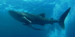 whale shark lamniformes