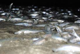 many spawning grunion night beach