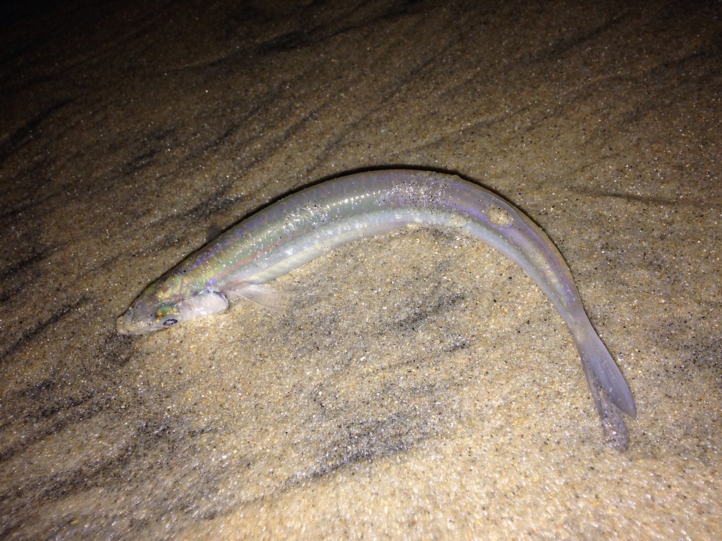 Single Grunion spawning beach sand