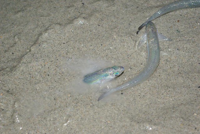 spawning grunion run beach sand