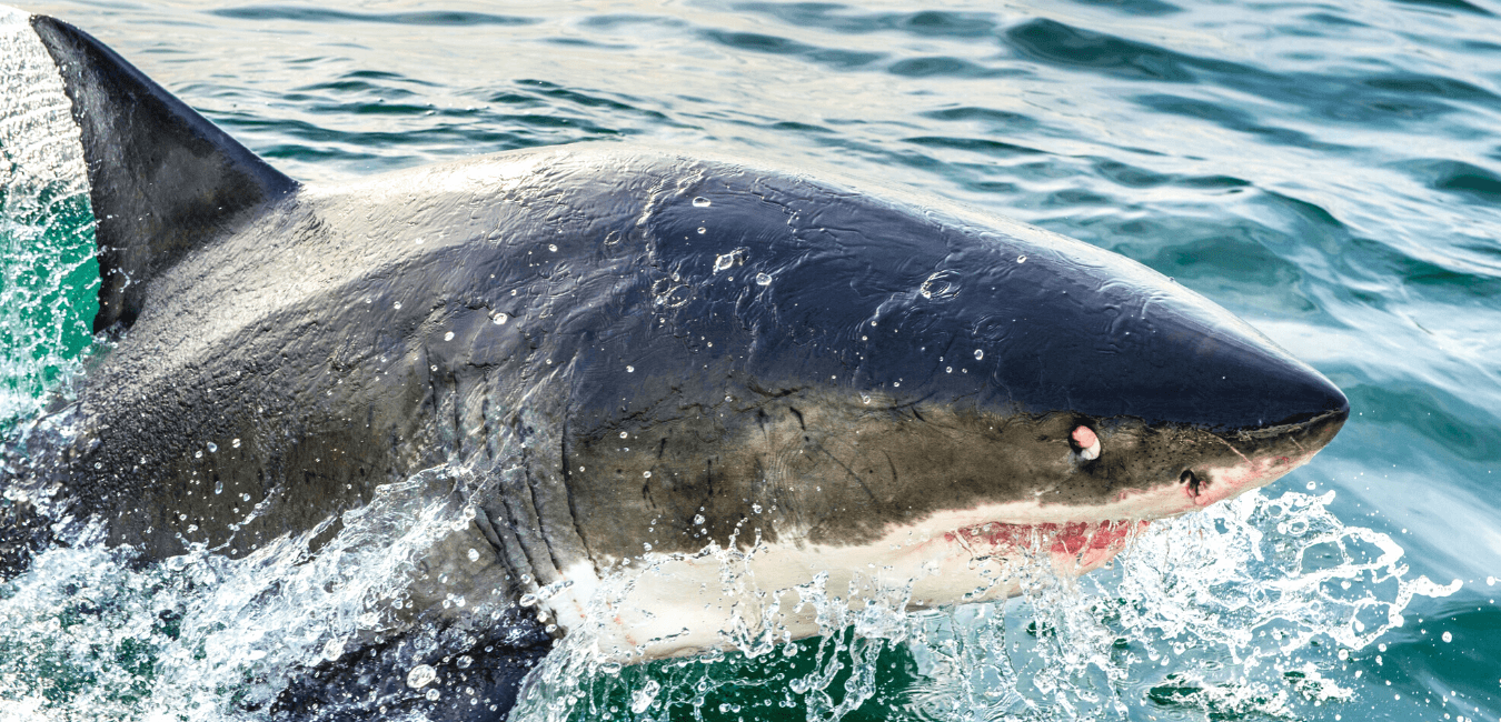 Breaching shark san diego shark sightings