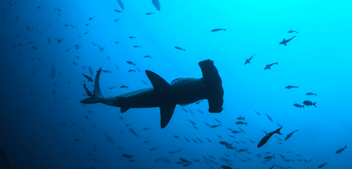 San Diego Shark Sightings San Diego Beach Secrets