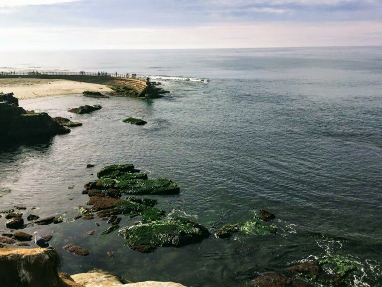 San Diego Shark Sightings San Diego Beach Secrets