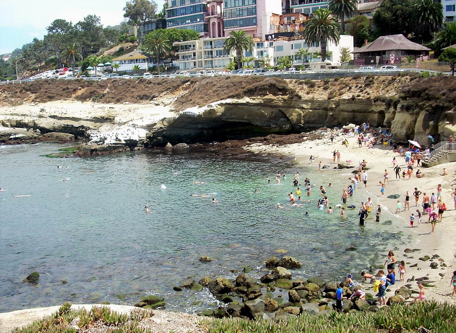 San Diego Shark Sightings San Diego Beach Secrets