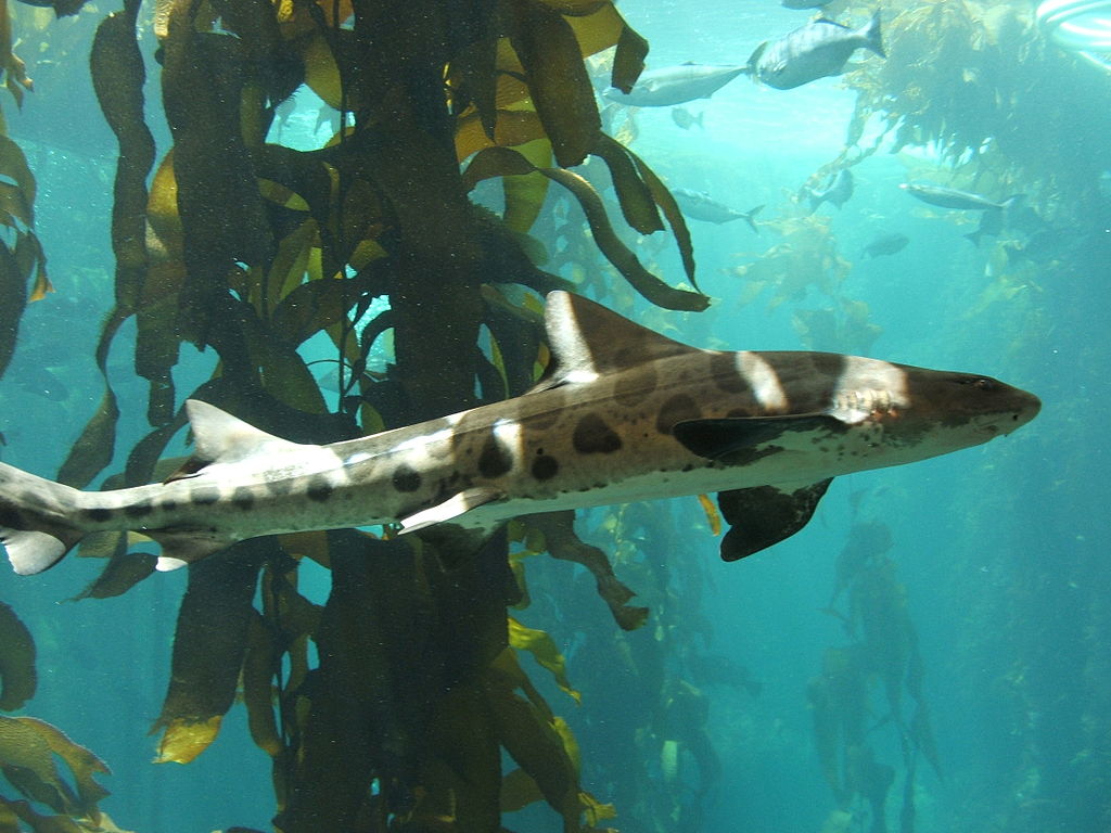 Leopard Shark San Diego Shark Sightings