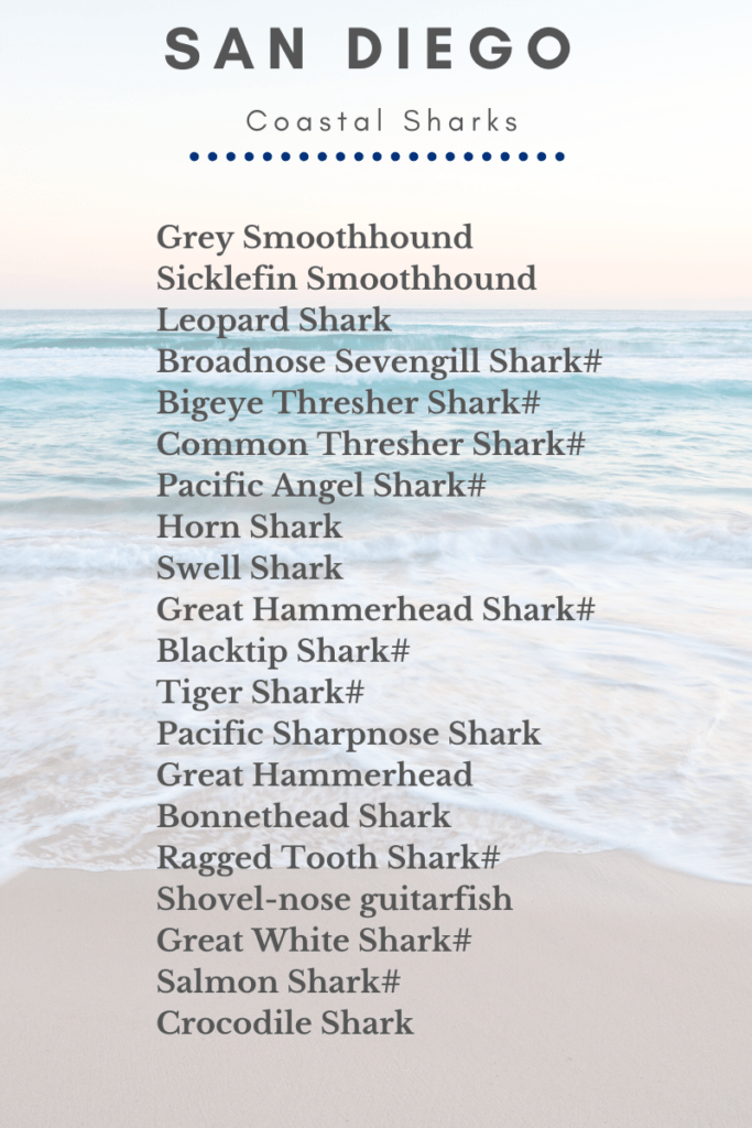 San Diego Coastal Sharks 2020 shark list
