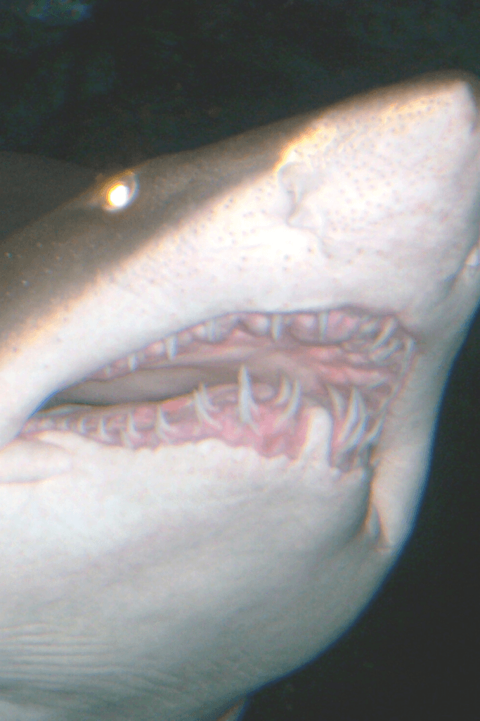 Seaworld shark glowing eyes sharp teeth