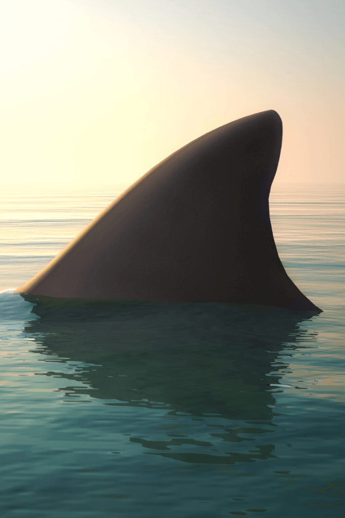 Shark dorsal fin san diego shark tips