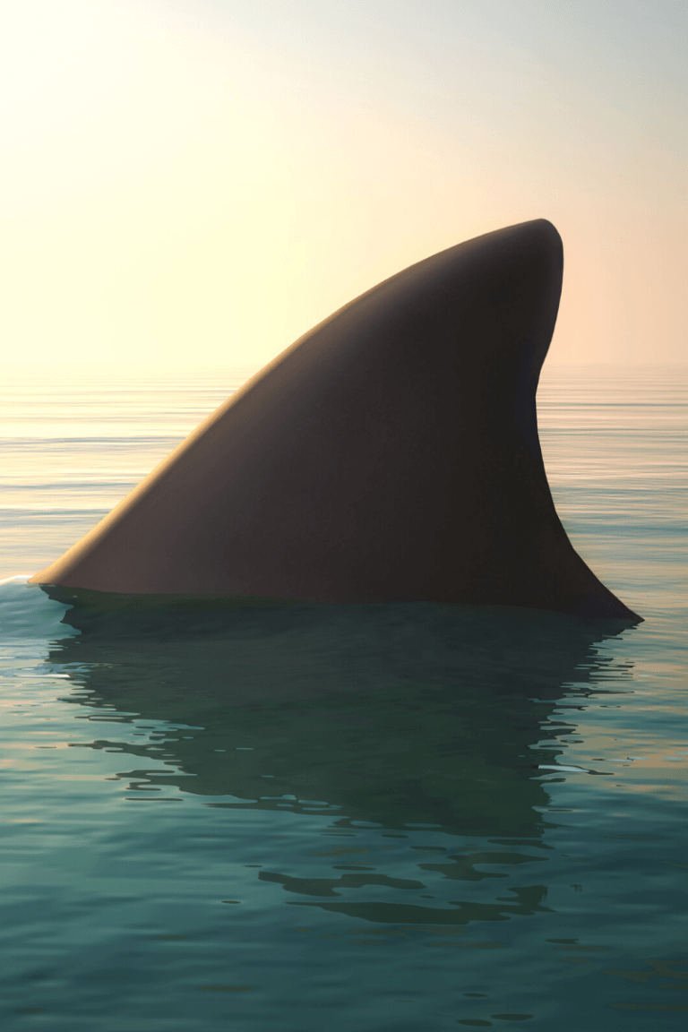 San Diego Shark Sightings San Diego Beach Secrets