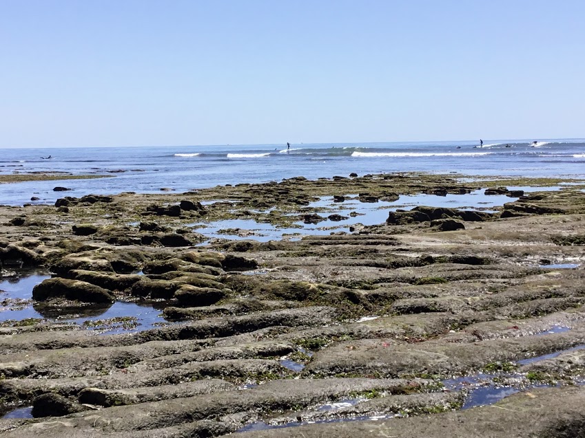 Surfing Terramar San Diego Shark Sightings