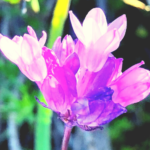Blue Dick flower temecula southern california April