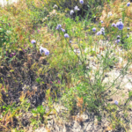 Blue field gilia temecula southern california