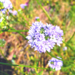 Bluehead Gilia southern california native plants