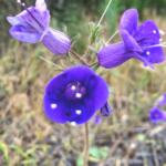 CA Blue Bell flowers native plants