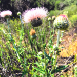CA Thistle southern California native plants