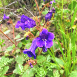 Calif blue bells flowers pechanga creek