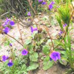 Xalifornia Blue Bell flowers temecula wildflowers