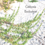 California Buckwheat growth pechanga creek temecula