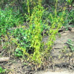 California Figwort plant temecula pechanga creek