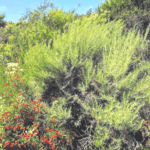 California Sagebrush san diego native plants